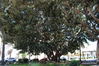 Ficus piazza Dante